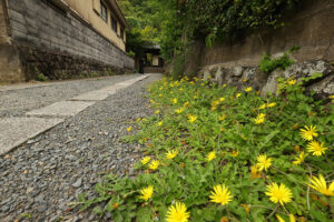 1歩踏み込んだ瞬間に体感温度も下がる別世界 京都・比叡山の麓の蓮華寺「拝観」18