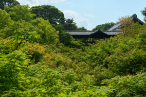 東福寺 国宝三門の楼上から京都一望！臥雲橋からの通天橋のアオモミジ1