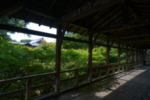 東福寺 国宝三門の楼上から京都一望！臥雲橋からの通天橋のアオモミジ2